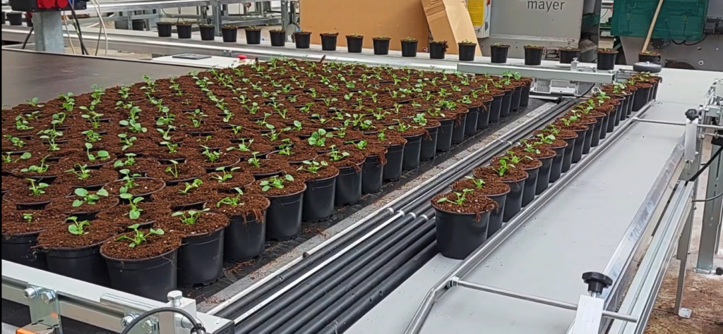 Umpflanzsystem mit Puffertisch für Außenpflanzen