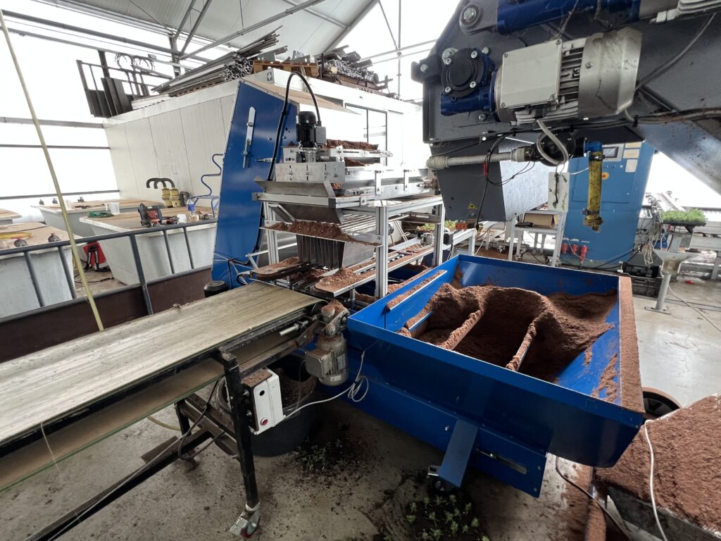 Lavendel-Umtopflinie