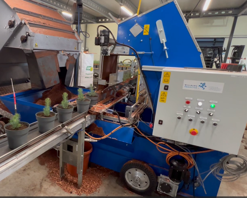 Bestreuen eines Kiefernbaums